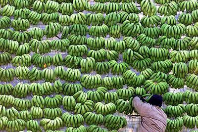 Un agricultor apila plátanos de Canarias.