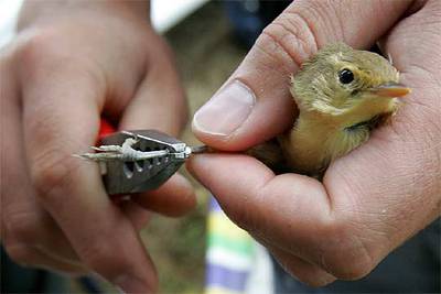 ANILLAMIENTO DE AVES