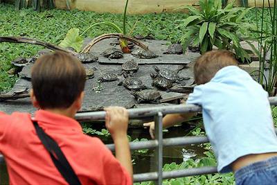Tortugas depredadoras en Madrid