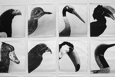 'Oiseaux-Vögel' (1997-2004), de Jochen Lempert.