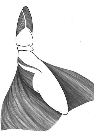 "Hablar del 'pupas' es una falta de respeto"