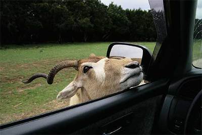 Los nuevos avances que preparan las marcas de coches buscan lograr una mayor compatibilidad del automóvil con el medio ambiente, reduciendo las emisiones contaminantes.