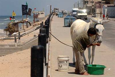 Un muchacho palestino alimenta a un asno en el popularmente llamado  Beach camp  de Gaza.