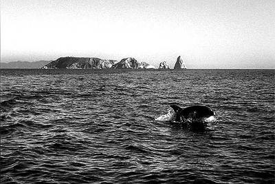 Medio centenar de delfines surcan el mar en el sector de las islas Medes