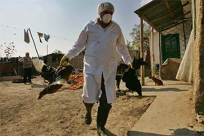 Una mujer rumana observa cómo un sanitario se lleva sus aves para sacrificarlas.