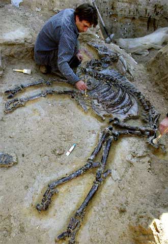 Imagen del buey petrificado hallado en el yacimiento del Camp dels Ninots en Caldes de Malavella.