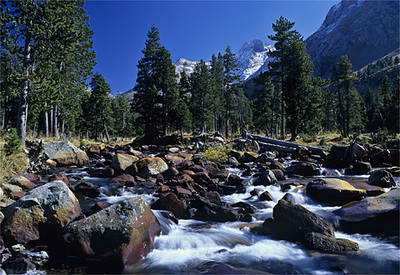Los pinos consiguen adaptarse a las condiciones más duras de la península Ibérica, desde suelos muy pobres y arenosos hasta altitudes de más de 2.000 metros. Éste es el caso de los Pirineos, donde se encuentran espléndidos bosques, como los del valle de Benasque, en Huesca.