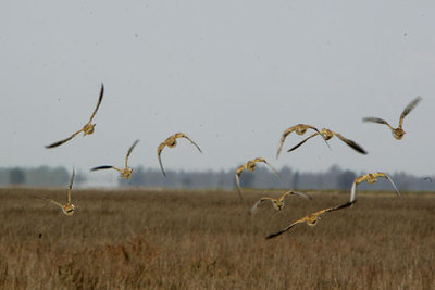 Aves en la reserva biológica del Parque Nacional de Doñana.