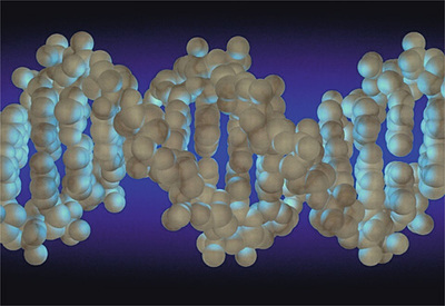 En los años cincuenta y sesenta se descubrió la estructura del ADN, la famosa doble hélice, mostrada arriba en una imagen por ordenador.