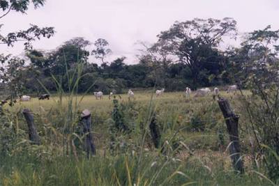 Ganado vacuno en la hacienda Hato Paraima, en las llanuras de Venezuela.