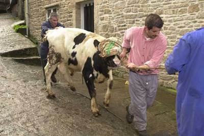 Un animal afectado del mal de las  vacas locas  durante la crisis de finales de 2000.