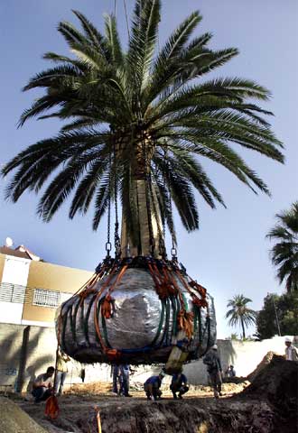 Traslado de palmeras en Valencia
