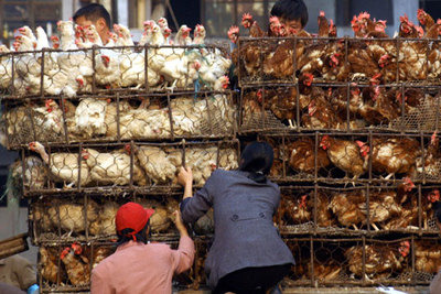Venta de pollos en un mercado de Shanghai, en China.