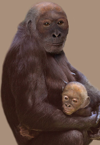 Reconstrucción de una hembra de  Pierolapithecus  con su cría.