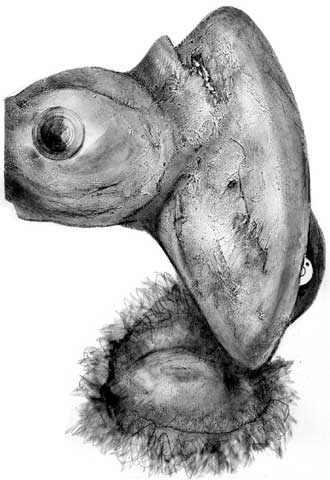 Palestina, un año sin Arafat