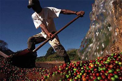 Un trabajador brasileño lava los granos de café aún verdes antes de procesarlos para el consumo.