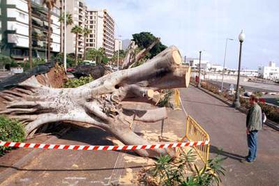 Retirada de árboles en la avenida de Anaga, en Tenerife, el pasado viernes.