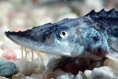 Ejemplar de  Acipenser naccarii,  una de las dos especies que existían antiguamente en el río Guadalquivir.
