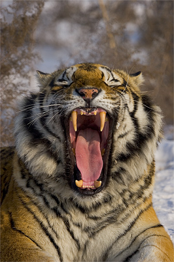 El tigre de Siberia sigue siendo presa de los cazadores furtivos. En los encuentros con el ser humano, el animal, si se ve rodeado, ataca con todo su poderío.