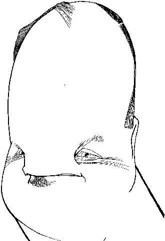 Más caballos para GM