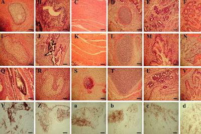 LAS IMÁGENES DE LA FALSIFICACIÓN.