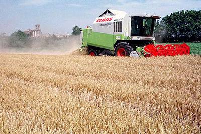 Una cosechadora trabaja en un campo de trigo en Castelló d'Empuries.