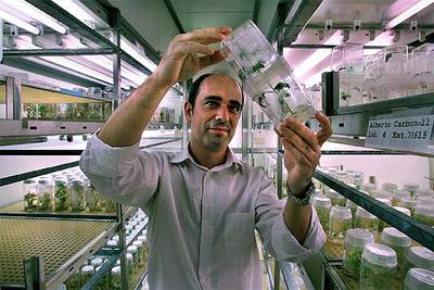 Miguel Ángel Blázquez observa una planta utilizada en experimentos en la Universidad Politécnica de Valencia.