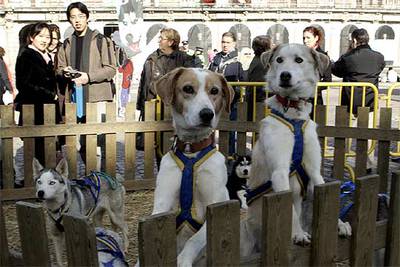 Los perros de Pirena 2006, en la Plaza Mayor