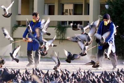 Un equipo de veterinarios desinfecta ayer a las palomas en una plaza de Izmir, en la costa oeste de Turquía.