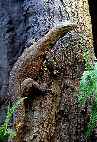 Nuevos habitantes para el zoo