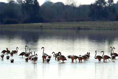 Los pájaros se quedan en Doñana, pese a la sequía
