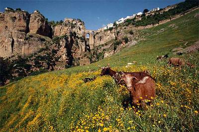 Unas cabritas pastan junto al tajo sobre el que se alza Ronda (Málaga), con el puente Nuevo, de 98 metros, que salva el cañón del río Guadalevín, y que el arquitecto José Martín Aldehuela ideó en el siglo XVIIIrn.