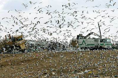 UNA NUBE DE AVES EN EL VERTEDERO