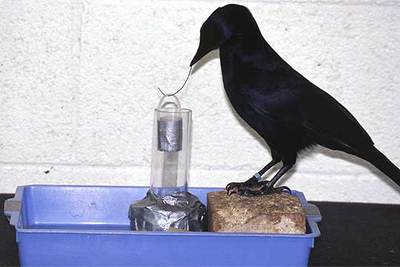  Betty  saca una cesta con comida de un tubo mediante un alambre que antes ha curvado.