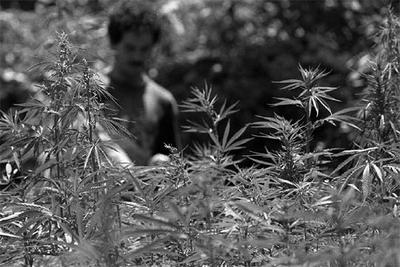 Imagen de una plantación de  cannabis  en Marruecos.