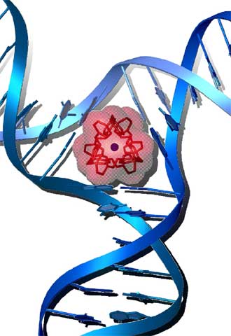 El helicato diseñado se inserta en el punto de cruce de tres dobles hélices.