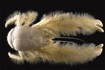 Imagen del crustáceo  Kiwa hirsuta.  