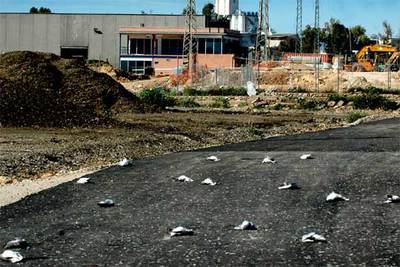 Gaviotas muertas en la planta de Fervasa