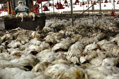 Un trabajador protegido con un traje aislante conduce un tractor cargado con pavos muertos en una granja en el sur de Israel.