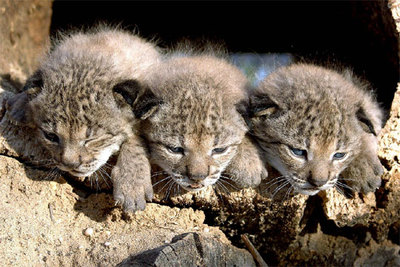 Primera camada de  Saliega,  nacida en marzo de 2005 en Doñana.