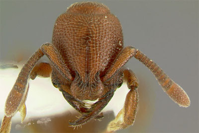 Fotografía de una hormiga  Plectroctena cryptica .