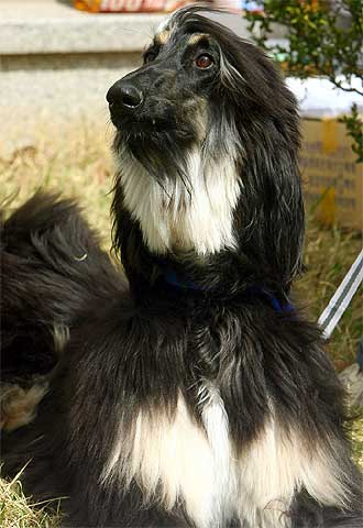 'Snuppy' cumple un año