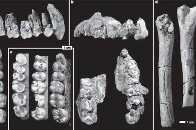Nuevos fósiles de  Australophitecus anamensis  junto a un fémur de  Lucy  (a la derecha).