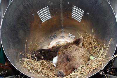  Paluma,  poco antes de iniciar su viaje desde Eslovenia el lunes.