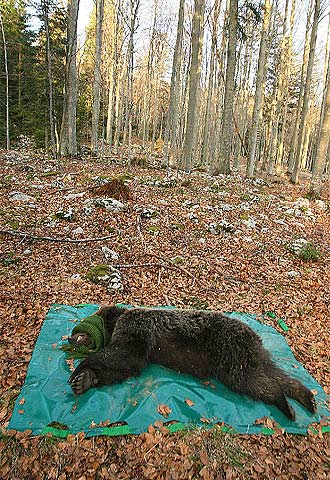 La osa  Paluma  yace sedada para su traslado desde Eslovenia.