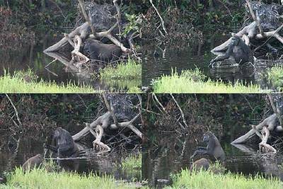 Secuencia de cómo la gorila  Leah  agarra una rama al entrar en una laguna y la utiliza para sondear la profundidad y el fondo y estabilizarse.