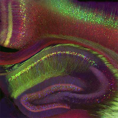 Imagen del hipocampo y córtex cerebral de un ratón genéticamente diseñado para resaltar los diferentes tipos de células nerviosas con proteínas fluorescentes, premiada en la exposición  Paisajes neuronales  de Cosmocaixa.