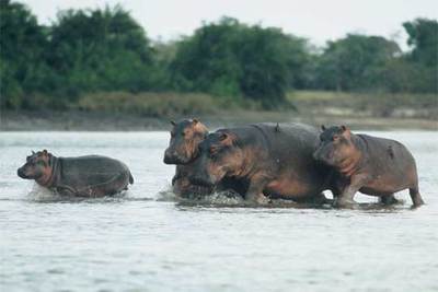 MATANZA DE HIPOPÓTAMOS