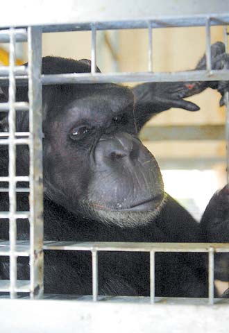El chimpancé  Yaki,  el pasado lunes en Madrid.