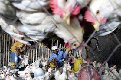 Selección de pollos en una granja de Yakarta (Indonesia).